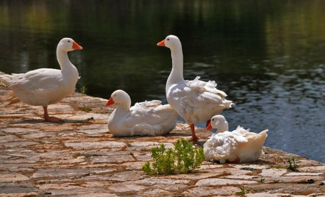 小狐科技X普贊農業：用科學的方法，養一只沒有“體味”的鴨